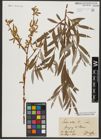 Foto von Salix alba L.